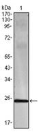 Interferon Gamma antibody, AM06079PU-N, Origene, Western Blot image 