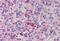 Thrombopoietin antibody, MBS241093, MyBioSource, Immunohistochemistry frozen image 