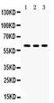 Proto-oncogene tyrosine-protein kinase Yes antibody, PA5-80243, Invitrogen Antibodies, Western Blot image 