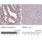PR domain zinc finger protein 5 antibody, NBP2-13810, Novus Biologicals, Immunohistochemistry paraffin image 