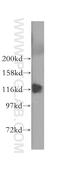 Ubiquitin Like Modifier Activating Enzyme 1 antibody, 15912-1-AP, Proteintech Group, Western Blot image 