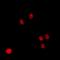 NSFL1 Cofactor antibody, orb341146, Biorbyt, Immunofluorescence image 