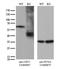 Cryptochrome Circadian Regulator 1 antibody, LS-C795182, Lifespan Biosciences, Western Blot image 