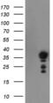 Nuclear Receptor Interacting Protein 3 antibody, MA5-26014, Invitrogen Antibodies, Western Blot image 