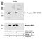 Structural Maintenance Of Chromosomes 1A antibody, A304-147A, Bethyl Labs, Immunoprecipitation image 