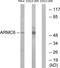 Armadillo Repeat Containing 6 antibody, TA315995, Origene, Western Blot image 