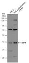 Ribosome Binding Factor A antibody, GTX131133, GeneTex, Western Blot image 