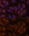 CAMP Responsive Element Binding Protein 3 antibody, GTX65817, GeneTex, Immunofluorescence image 