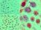 SRY-Box 9 antibody, NBP2-24659, Novus Biologicals, Immunohistochemistry paraffin image 