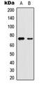 Yes Associated Protein 1 antibody, LS-C358850, Lifespan Biosciences, Western Blot image 