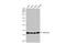 SEC13 Homolog, Nuclear Pore And COPII Coat Complex Component antibody, GTX101055, GeneTex, Western Blot image 