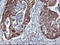 MEP antibody, LS-C173685, Lifespan Biosciences, Immunohistochemistry frozen image 