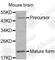 Bone Morphogenetic Protein 7 antibody, A0697, ABclonal Technology, Western Blot image 