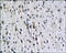 Neurofascin antibody, 250767, Abbiotec, Immunohistochemistry paraffin image 