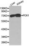 Phosphoenolpyruvate Carboxykinase 1 antibody, LS-C193039, Lifespan Biosciences, Western Blot image 