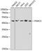 26S protease regulatory subunit 8 antibody, 15-052, ProSci, Western Blot image 