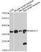 Annexin A13 antibody, LS-C748761, Lifespan Biosciences, Western Blot image 