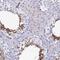 Golgin A6 Family Member B antibody, HPA044978, Atlas Antibodies, Immunohistochemistry frozen image 