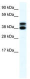 E3 ubiquitin-protein ligase TRIM13 antibody, TA334767, Origene, Western Blot image 