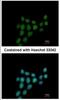 Progesterone-induced-blocking factor 1 antibody, NBP2-19823, Novus Biologicals, Immunofluorescence image 