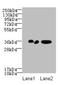 Regulation Of Nuclear Pre-MRNA Domain Containing 1A antibody, orb35960, Biorbyt, Western Blot image 