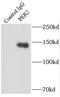 Period Circadian Regulator 2 antibody, FNab06312, FineTest, Immunoprecipitation image 