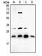 BAX antibody, MBS821006, MyBioSource, Western Blot image 