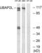 Ubiquitin Associated Protein 2 Like antibody, LS-C120454, Lifespan Biosciences, Western Blot image 