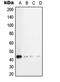 TGF beta antibody, orb214661, Biorbyt, Western Blot image 