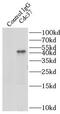 Hsp90 co-chaperone Cdc37 antibody, FNab01528, FineTest, Immunoprecipitation image 