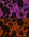 Oncostatin M antibody, GTX03212, GeneTex, Immunocytochemistry image 