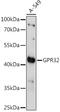 Probable G-protein coupled receptor 32 antibody, 16-398, ProSci, Western Blot image 