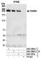 Polybromo 1 antibody, A301-590A, Bethyl Labs, Immunoprecipitation image 