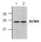 CD269 antibody, AP00250PU-N, Origene, Western Blot image 