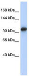 Vacuolar protein sorting-associated protein 54 antibody, TA335554, Origene, Western Blot image 