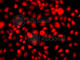 Nuclear receptor subfamily 2 group E member 1 antibody, A7455, ABclonal Technology, Immunofluorescence image 