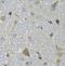 Chimerin 1 antibody, FNab01663, FineTest, Immunohistochemistry frozen image 