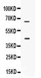 CD33 Molecule antibody, PB9932, Boster Biological Technology, Western Blot image 