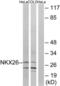 NK2 Homeobox 6 antibody, LS-C120046, Lifespan Biosciences, Western Blot image 