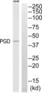 6-phosphogluconate dehydrogenase, decarboxylating antibody, abx014132, Abbexa, Western Blot image 