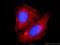 Actin, alpha skeletal muscle antibody, 23660-1-AP, Proteintech Group, Immunofluorescence image 