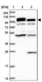 2'-5'-Oligoadenylate Synthetase 3 antibody, NBP1-85845, Novus Biologicals, Western Blot image 