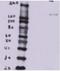 BTB Domain Containing 7 antibody, orb125131, Biorbyt, Western Blot image 