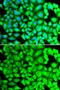 Regenerating Family Member 3 Alpha antibody, GTX55778, GeneTex, Immunofluorescence image 
