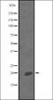 MDGI antibody, orb337254, Biorbyt, Western Blot image 