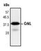CRK Like Proto-Oncogene, Adaptor Protein antibody, MA5-15195, Invitrogen Antibodies, Western Blot image 