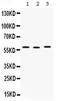 TNF Receptor Associated Factor 3 antibody, PA5-78910, Invitrogen Antibodies, Western Blot image 