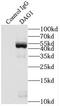 Dystroglycan 1 antibody, FNab02596, FineTest, Immunoprecipitation image 