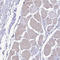 Canalicular multispecific organic anion transporter 2 antibody, HPA048483, Atlas Antibodies, Immunohistochemistry frozen image 
