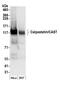 Cast antibody, A304-794A, Bethyl Labs, Western Blot image 